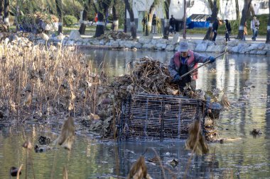 Pekin, Çin - 3 Kasım 2019: İşçi, Pekin 'deki Yuanmingyuan Parkı' ndaki gölette kurumuş nilüfer bıraktı.. 