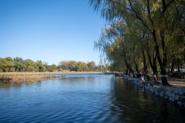 Pekin, Çin - 3 Kasım 2024: Pekin, Çin 'deki Yuanmingyuan Parkının güzel sonbahar manzarası. Çin tarihinin en muhteşem ve lüks imparatorluk bahçesiydi.