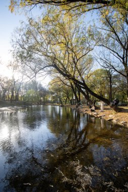 Pekin, Çin - 3 Kasım 2024: Pekin, Çin 'deki Yuanmingyuan Parkının güzel sonbahar manzarası. Çin tarihinin en muhteşem ve lüks imparatorluk bahçesiydi.