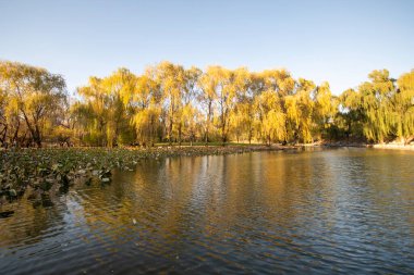 Beijing, China- 3 Nov 2024: Beautiful autumn view of Yuanmingyuan Park in Beijing, China. It was allegedly the most wonderous and luxurious imperial garden in Chinese history clipart