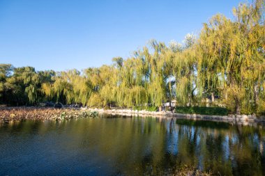 Pekin, Çin - 3 Kasım 2019: Sonbahar boyunca Pekin 'deki Yuanmingyuan Bahçesi. Qing Hanedanlığı 'nda inşa edilmiş ve 1860' da yakılmış bir imparatorluk bahçesi.