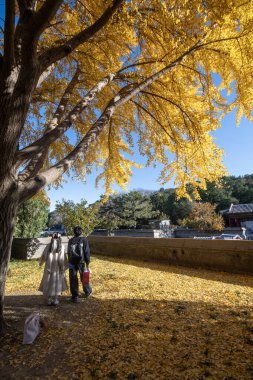 Pekin, Çin - 4 Kasım 2024: Pekin, Çin 'deki Yaz Sarayı' nın sonbahar manzarası. Qing Hanedanlığı zamanında bir imparatorluk bahçesiydi..