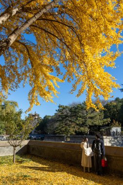 Pekin, Çin - 4 Kasım 2024: Pekin, Çin 'deki Yaz Sarayı' nın sonbahar manzarası. Qing Hanedanlığı zamanında bir imparatorluk bahçesiydi..