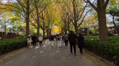 Pekin, Çin - 5 Kasım 2024: Ziyaretçiler Pekin 'deki Yonghe Lamasery olarak da bilinen Yonghe Tapınağını ziyaret ediyorlar.