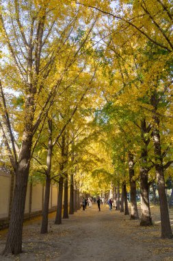 Pekin, Çin - 4 Kasım 2024: Sonbahar sezonu boyunca Pekin 'deki Diaoyutai Ginkgo Bulvarı boyunca güzel sarı ginkgo yaprakları. Diaoyutai Ginkgo Bulvarı, altın ginkgo ağaçlarıyla, birçok insanı sonbaharın tadını çıkarmaya çeker.
