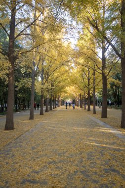 Pekin, Çin - 5 Kasım 2024: Pekin Ditan Parkı 'ndaki Ginkgo Bulvarını ziyaret eden turistler.