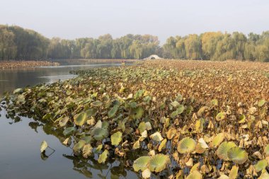 Çin, Pekin 'deki Yuanmingyuan Parkı' nın güzel sonbahar manzarası. Çin tarihinin en muhteşem ve lüks imparatorluk bahçesiydi.