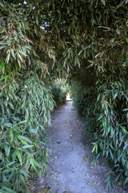 Bambu yolu Pekin, Çin 'deki Yuanmingyuan Parkı' na açılıyor.