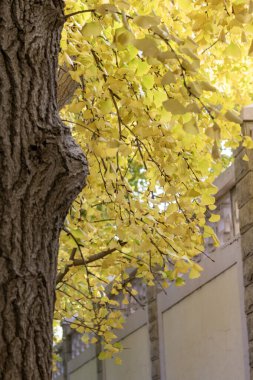 Pekin 'deki Diaoyutai Ginkgo Bulvarı boyunca sonbahar sezonu boyunca güzel sarı ginkgo yaprakları. Diaoyutai Ginkgo Bulvarı, altın ginkgo ağaçlarıyla, birçok insanı sonbaharın tadını çıkarmaya çeker.
