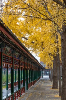 Sarı Ginkgo Bulvarı, Zhongshan Parkı, Pekin. Eski bir imparatorluk sunağıydı ve şimdi Yasak Şehir 'in hemen güneybatısında bulunan bir halk parkı.