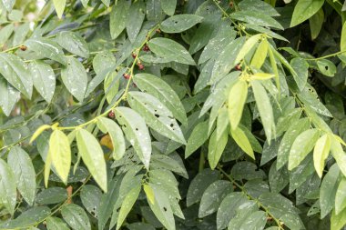 Sayur manis bitkisi, ayrıca Sauropus androgynus olarak da bilinir, Güneydoğu Asya 'da yetişen yapraklı bir sebzedir.