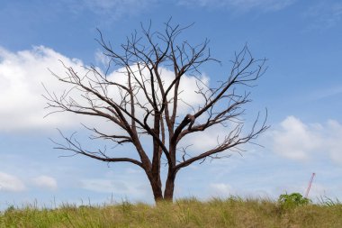 Singapur 'daki Jurong Gölü Bahçeleri' ndeki Yalnız Ağaç. Eski park yollarından toplanan geri dönüşümlü demir takviye çubuklarından yapılmış bir heykel..