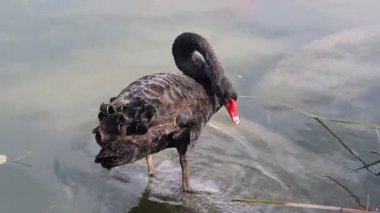 Sonbahar boyunca Pekin 'deki Yuanmingyuan Bahçesinde Siyah Kuğular.