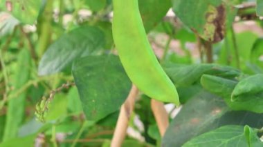 Çiftlikteki yeşil fasulye