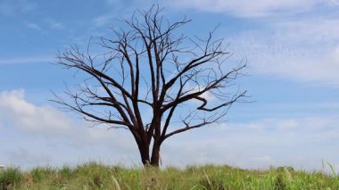 Singapur 'daki Jurong Gölü Bahçeleri' ndeki Yalnız Ağaç. Eski park yollarından toplanan geri dönüşümlü demir takviye çubuklarından yapılmış bir heykel..