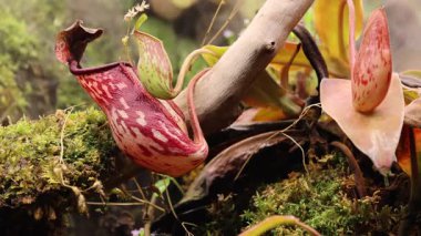 Ampullariye ihtiyacı var. Botanik bahçesinde etobur bir bitki.