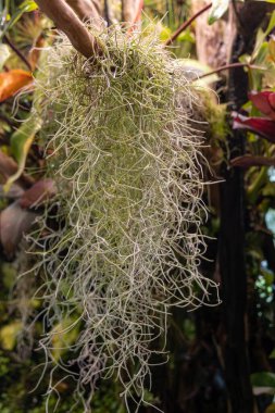 Roots of Spanish moss hang from a dried wood clipart