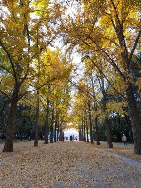 Pekin, Çin - 5 Kasım 2024: Pekin Ditan Parkı 'ndaki Ginkgo Bulvarını ziyaret eden turistler.