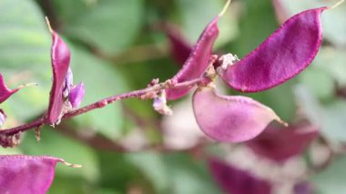 Çiftlikteki Hyacinth fasulyesi