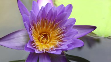 Mor nilüfer çiçeği, Nilüfer çiçeği