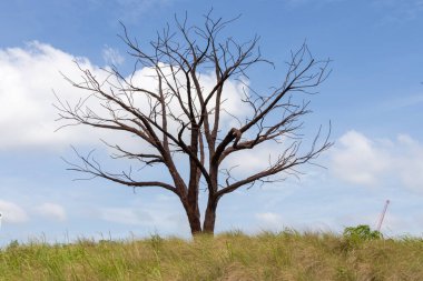 Singapur 'daki Jurong Gölü Bahçeleri' ndeki Yalnız Ağaç. Eski park yollarından toplanan geri dönüşümlü demir takviye çubuklarından yapılmış bir heykel..
