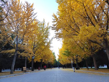 Pekin, Çin - 5 Kasım 2024: Pekin Ditan Parkı 'ndaki Ginkgo Bulvarını ziyaret eden turistler.
