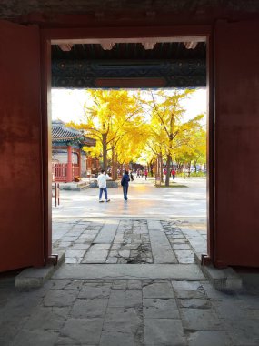 Pekin, Çin - 5 Kasım 2024: Sarı Gingko Konfüçyüs Tapınağı ve Pekin 'deki İmparatorluk Koleji Müzesi' nde Yapraklar