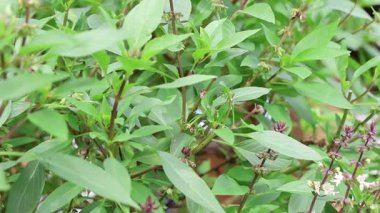 Ocimum bazilika. Tayland fesleğeni