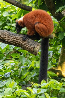 Madagaskar 'a özgü kırmızı yakalı lemurlar Singapur hayvanat bahçesindeki dalda dinleniyorlar.