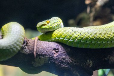 Doğulu kırbaç yılanı, Singapur hayvanat bahçesinde yeşil çukur engereği.