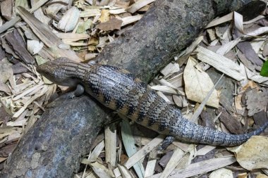 Singapur Hayvanat Bahçesi 'nin mavi dilli maymunu. Mavi dilli deriler Avustralya 'nın Tiliqua cinsini oluşturur.