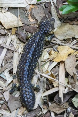 Shingleback, Singapur Hayvanat Bahçesi. Tiliqua rugosa, en yaygın bilinen adıyla, kiremit kuyruklu kertenkele veya kısa kuyruklu kertenkele.
