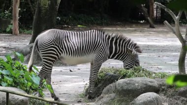 Zebra Singapur Hayvanat Bahçesi 'nde.