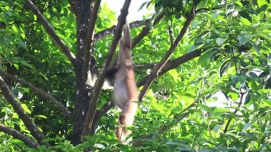 Singapur Hayvanat Bahçesi 'ndeki Buff-Cheeked Gibbon (Nomascus Gabellae). Renkli yanakları olan Güneydoğu Asya 'lı bir primat.