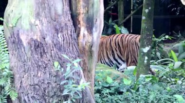 Singapur Hayvanat Bahçesi 'ndeki Malezya kaplanı. Hayvanat bahçesinin en ilgi çekici yerlerinden biri.