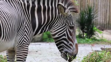 Zebra Singapur Hayvanat Bahçesinde