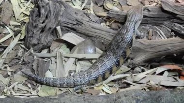 Singapur Hayvanat Bahçesi 'nin mavi dilli maymunu. Mavi dilli deriler Avustralya 'nın Tiliqua cinsini oluşturur.