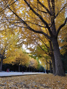 Pekin, Çin - 5 Kasım 2024: Pekin Ditan Parkı 'ndaki Ginkgo Bulvarını ziyaret eden turistler.