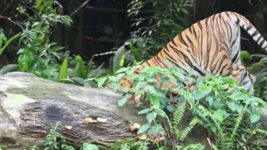 Singapur Hayvanat Bahçesi 'ndeki Malezya kaplanı. Hayvanat bahçesinin en ilgi çekici yerlerinden biri.