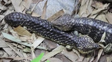 Shingleback, Singapur Hayvanat Bahçesi. Tiliqua rugosa, en yaygın bilinen adıyla, kiremit kuyruklu kertenkele veya kısa kuyruklu kertenkele.