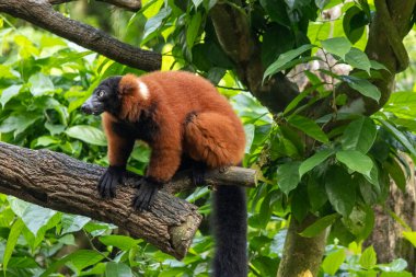 Madagaskar 'a özgü kırmızı yakalı lemurlar Singapur hayvanat bahçesindeki dalda dinleniyorlar.
