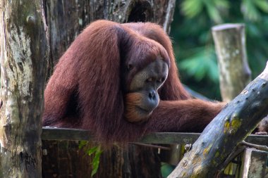 Singapur hayvanat bahçesindeki Bornean Orang utan veya Pongo pigmaeus