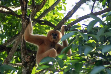 Singapur Hayvanat Bahçesi 'ndeki Buff-Cheeked Gibbon (Nomascus Gabellae). Renkli yanakları olan Güneydoğu Asya 'lı bir primat.