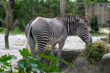 Zebra Singapur Hayvanat Bahçesinde