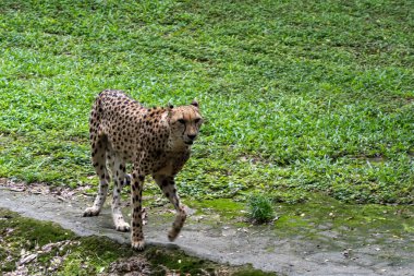 Asya Çitası (Acinonyx Jubatus Venaticus), Singapur hayvanat bahçesinde Çita 'nın nesli tükenmekte olan bir alt türü.
