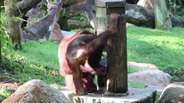Singapur hayvanat bahçesindeki Bornean Orang utan veya Pongo pigmaeus