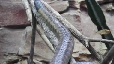 Siyah başlı piton (Aspidites melanocephalus) foo 'yu bulmak için sürünerek uzaklaşıyor