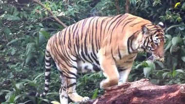 Singapur hayvanat bahçesindeki Malaya kaplanı. Hayvanat bahçesinin en ilgi çekici yerlerinden biri.