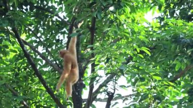 Singapur Hayvanat Bahçesi 'ndeki Buff-Cheeked Gibbon (Nomascus Gabellae). Renkli yanakları olan Güneydoğu Asya 'lı bir primat.