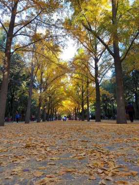 Pekin, Çin - 5 Kasım 2024: Pekin Ditan Parkı 'ndaki Ginkgo Bulvarını ziyaret eden turistler.